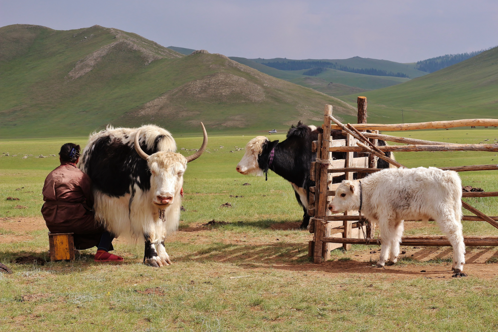 Traite de yack en Mongolie avec des montagnes en arrière plan