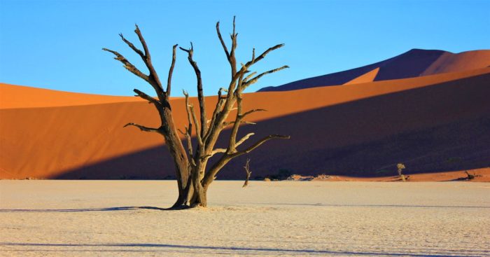 Arbre mort dans le désert de Deadvlei en Namibie avec dunes rouges en arrière-plan