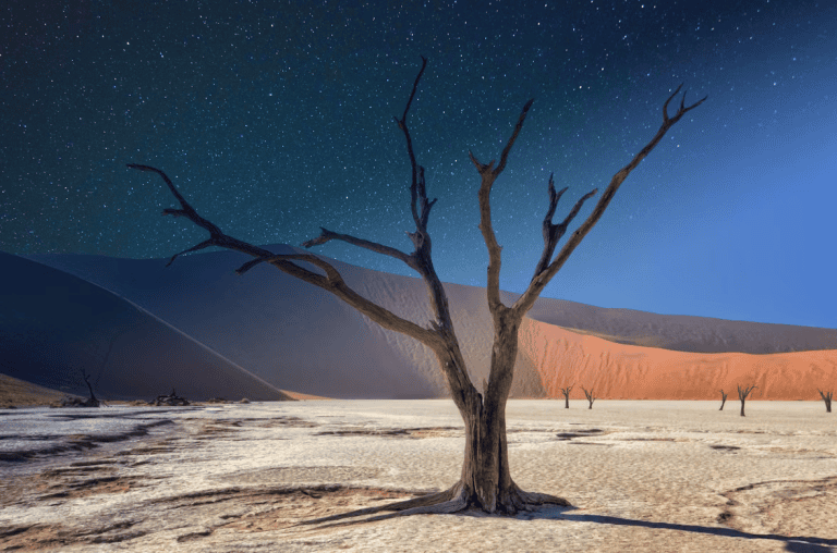 Arbre solitaire dans les dunes du désert en Namibie 1